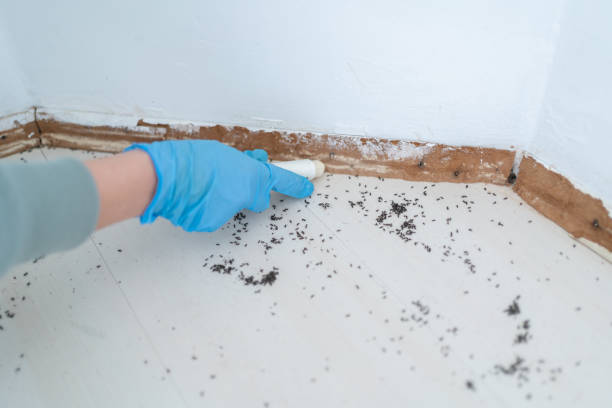 Professional Pest Control in Glenvar Heights, FL